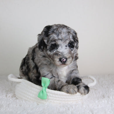 Oscar - Available 6/18