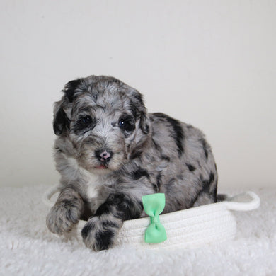 Oscar - Available 6/18