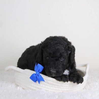 Grover - Available 6/18