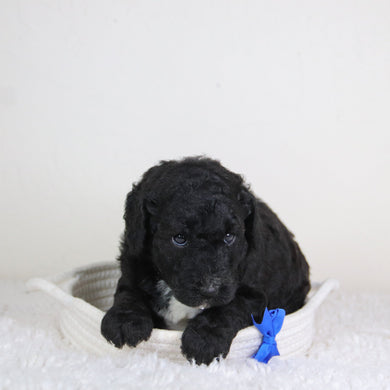 Grover - Available 6/18