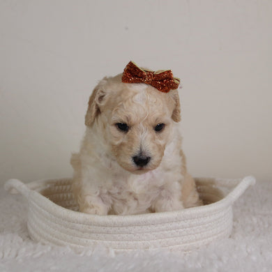 Daphne - Available 6/18