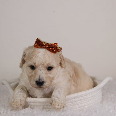 Daphne - Available 6/18