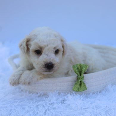 Theo - Available 7/30