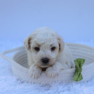Theo - Available 7/30