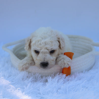 Sandy - Available 7/30