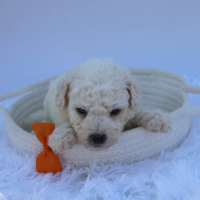 Sandy - Available 7/30