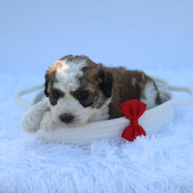 Owen - Available 7/30