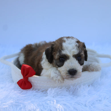 Puppies for sale in Santa Clarita