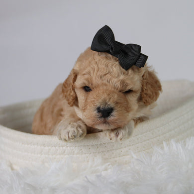 Anastasia - Available 10/29