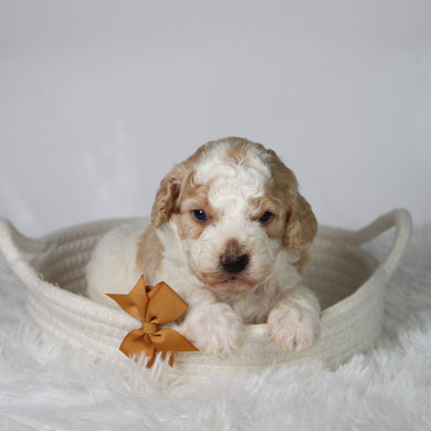 Sebastians - Available 10/29