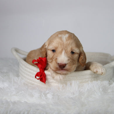 Theodor - Available 10/29
