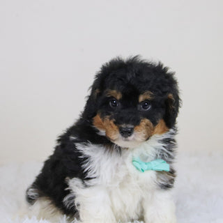 Elliot - Available 11/12