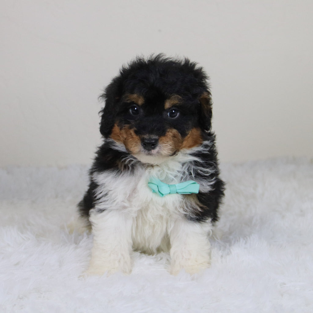 Elliot - Available 11/12