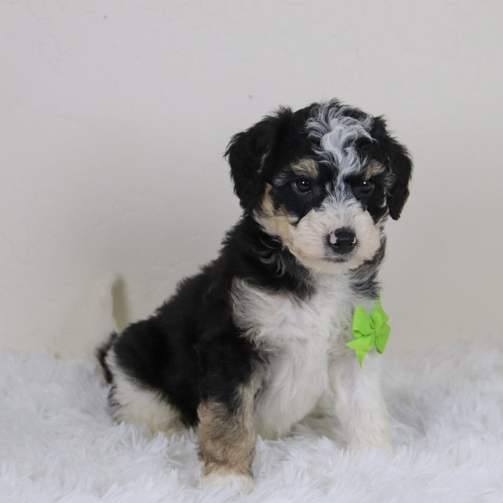 Emerson - Available 11/12