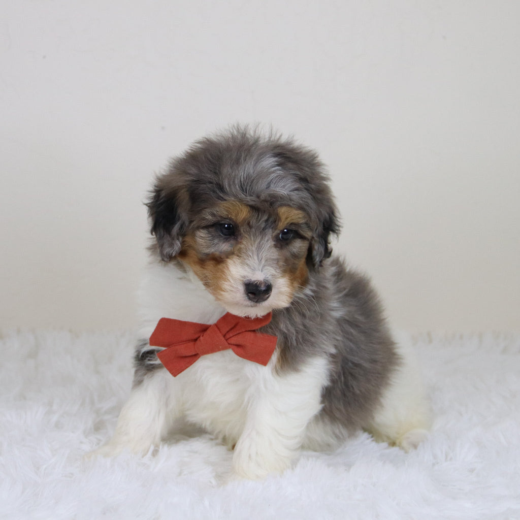 Thomas - Available 11/12