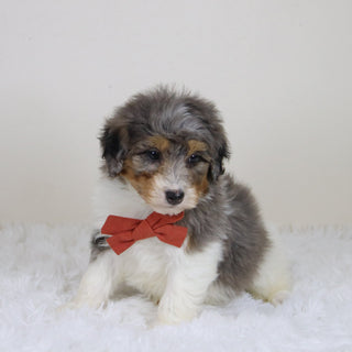 Thomas - Available 11/12