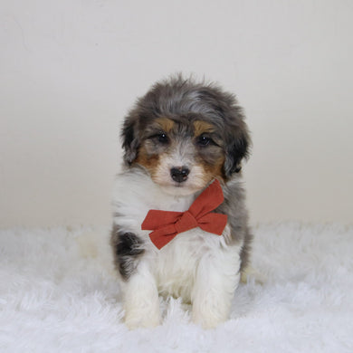 Thomas - Available 11/12