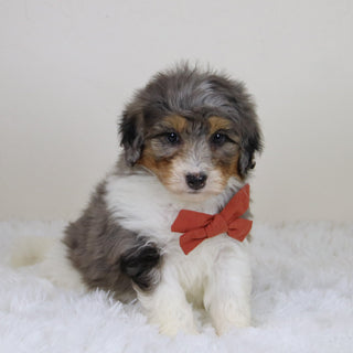 Thomas - Available 11/12