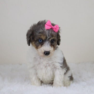 Georgia - Available 11/12