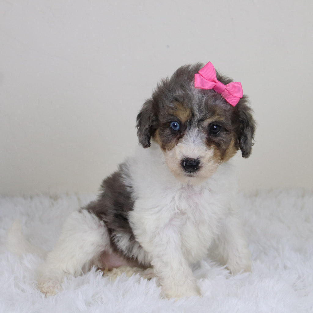 Georgia - Available 11/12