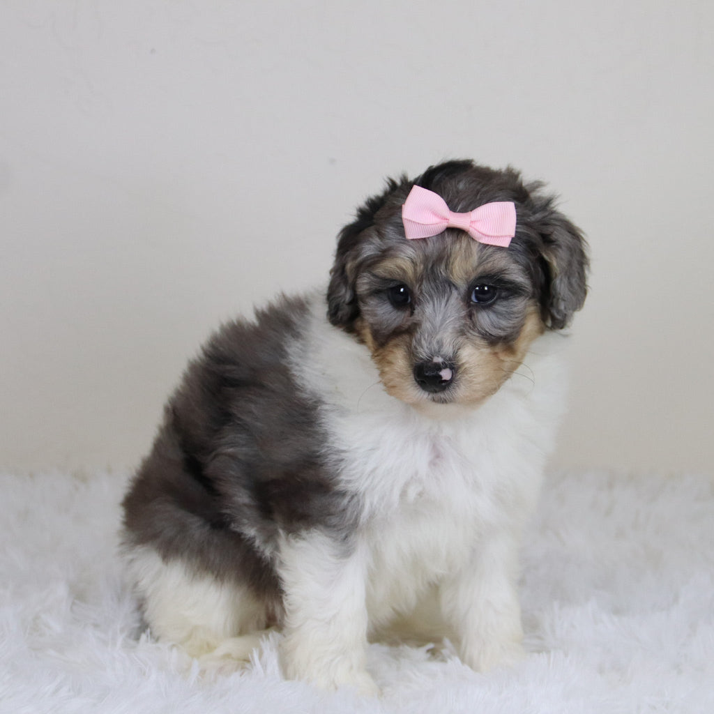 Rosaria - Available 11/12