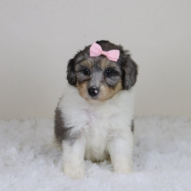 Rosaria - Available 11/12