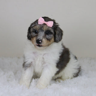 Rosaria - Available 11/12