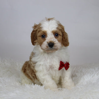 Rocco - Available 12/3