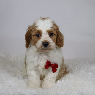 Rocco - Available 12/3