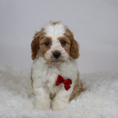 Rocco - Available 12/3