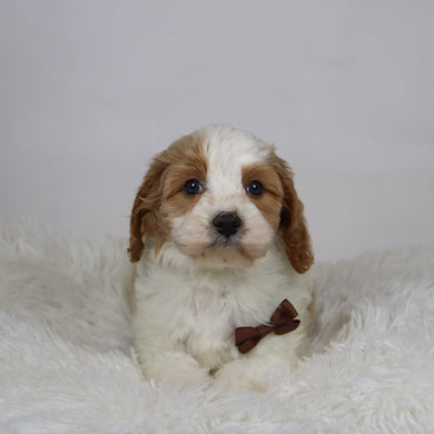 Mario - Available 12/3