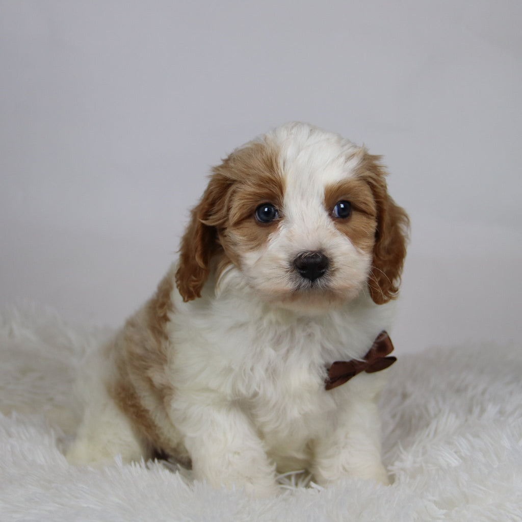 Mario - Available 12/3