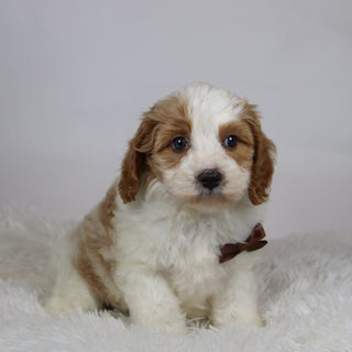 Mario - Available 12/3