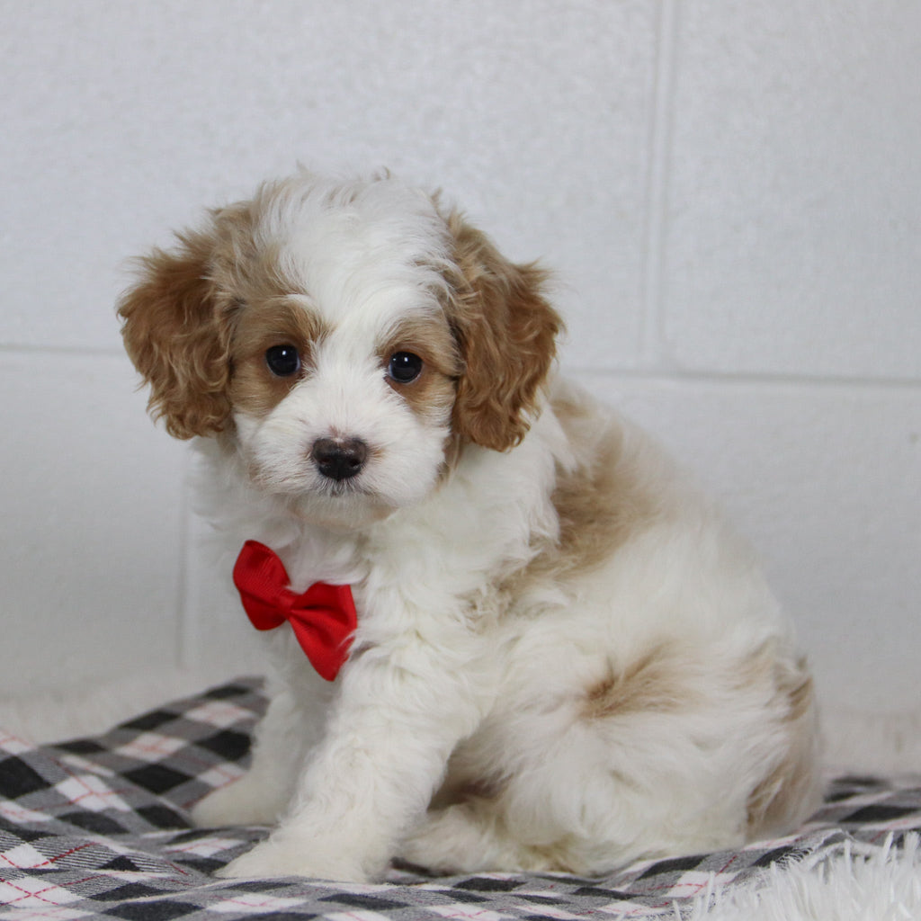 Bray - Available 1/14