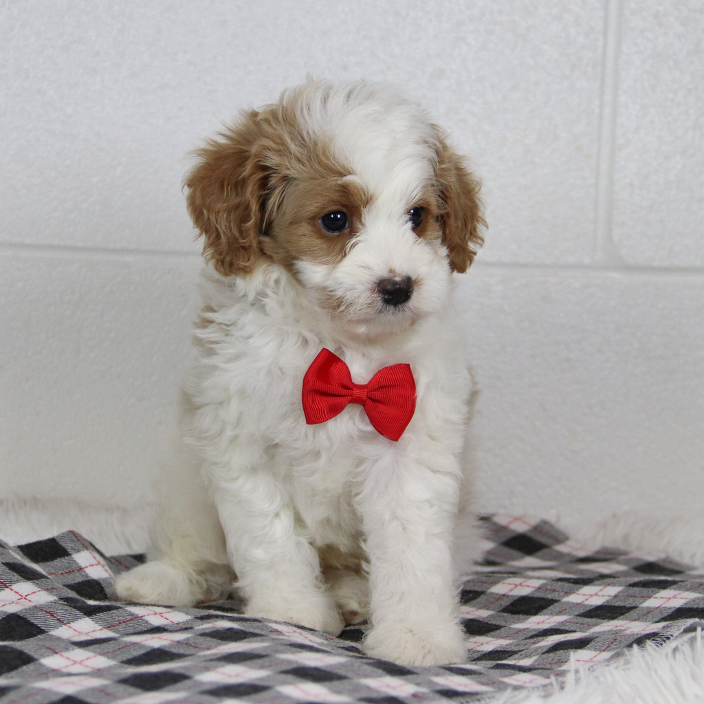 Bray - Available 1/14