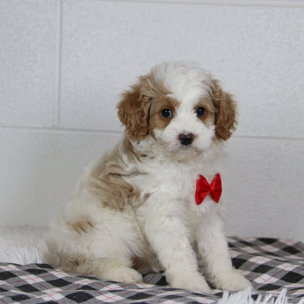 Bray - Available 1/14