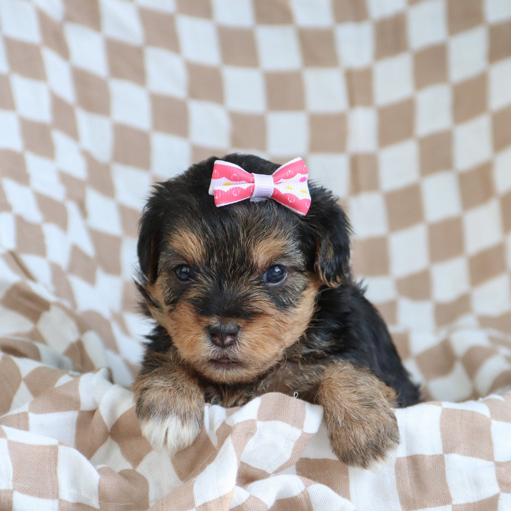 Puppies for sale in New York, NY