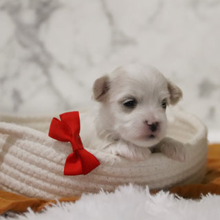 Clark - Available 12/31