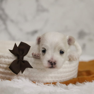 Bruce - Available 12/31