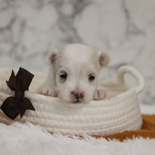 Bruce - Available 12/31