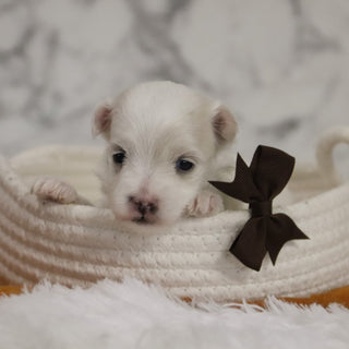 Bruce - Available 12/31