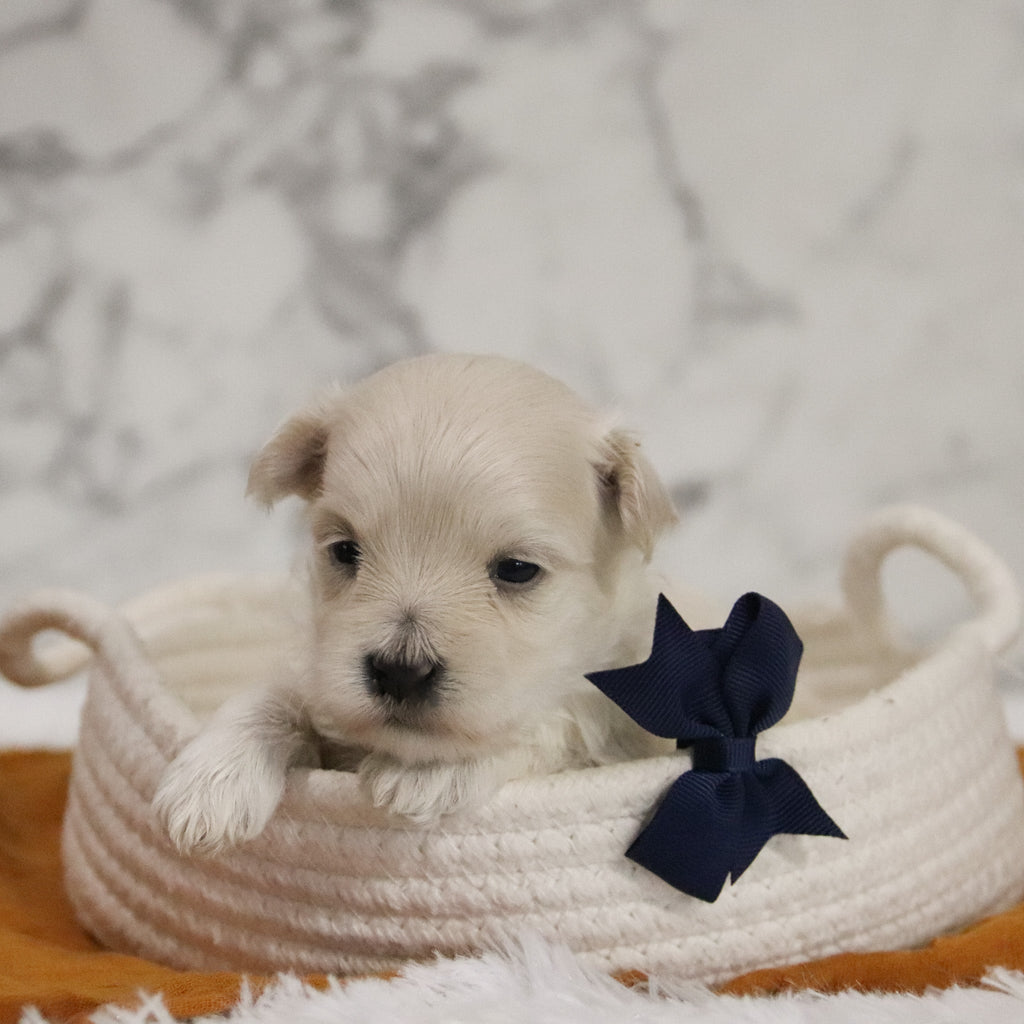 Hal - Available 12/31