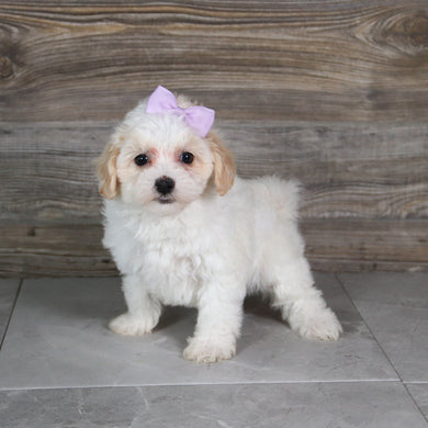 Moxie - Available 5/21