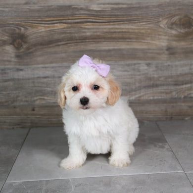 Moxie - Available 5/21