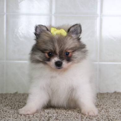 Noelle - Available 5/14