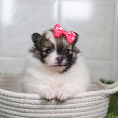 Nikki - Available 5/14