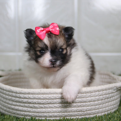 Nikki - Available 5/14