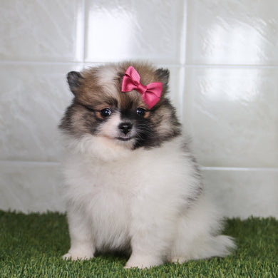 Nikki - Available 5/14