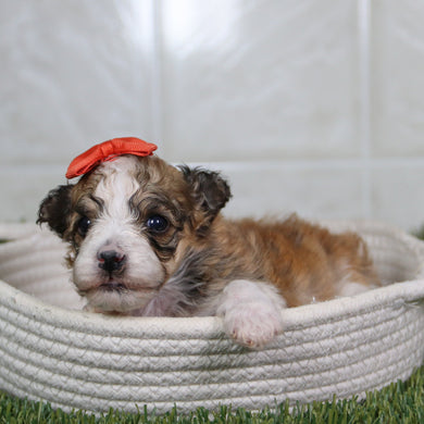 Erma - Available 5/14