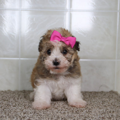 Erma - Available 5/14